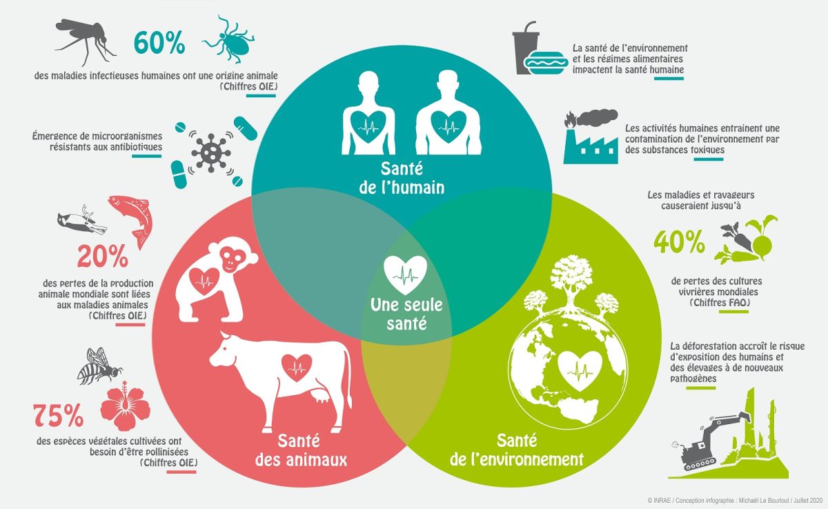 schéma une seule santé